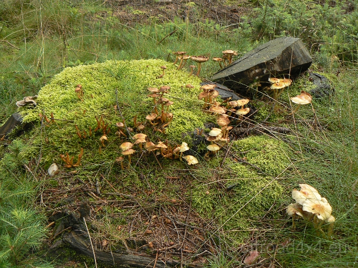 P1060879.JPG